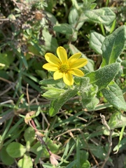 Osteospermum grandidentatum