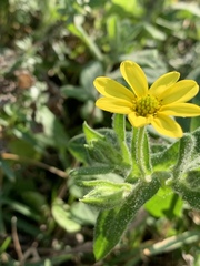 Osteospermum grandidentatum