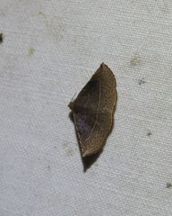 Eublemma latericolor