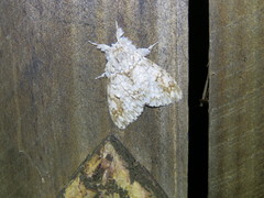 Dasychiroides pratti