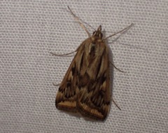 Loxostege cereralis
