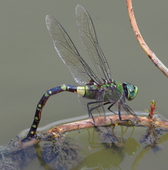 Anax tristis