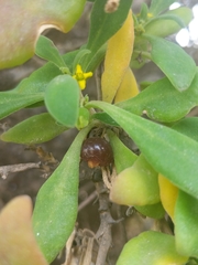 Tetragonia implexicoma