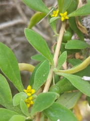 Tetragonia implexicoma