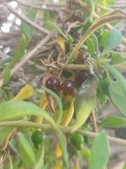 Tetragonia implexicoma