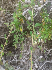 Tetragonia implexicoma