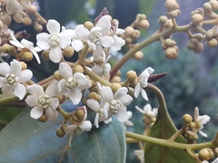 Nectandra