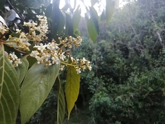 Nectandra