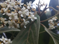 Nectandra