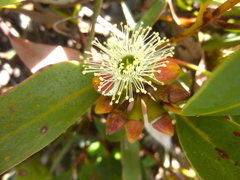 Eucalyptus diversifolia diversifolia