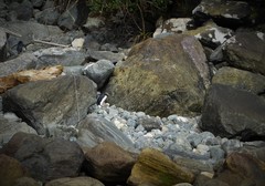 Eudyptes pachyrhynchus