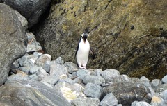 Eudyptes pachyrhynchus