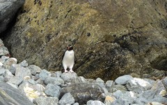 Eudyptes pachyrhynchus