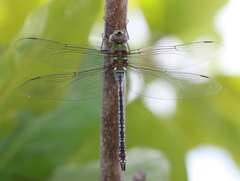 Anax tumorifer