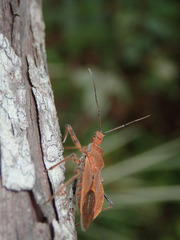 Cutocoris russatus
