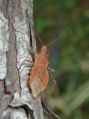 Cutocoris russatus