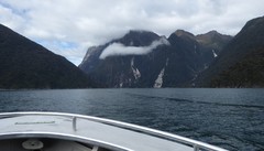 Eudyptes pachyrhynchus