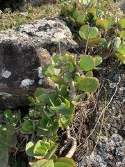 Cotyledon orbiculata oblonga