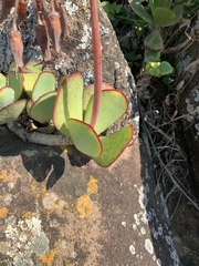 Cotyledon orbiculata oblonga