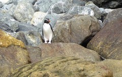 Eudyptes pachyrhynchus