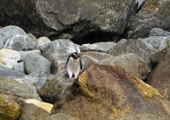 Eudyptes pachyrhynchus