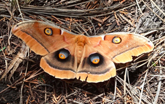 Antheraea oculea