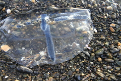 Staurostoma mertensii