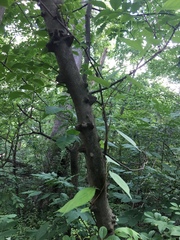 Zanthoxylum simulans