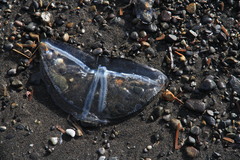 Staurostoma mertensii