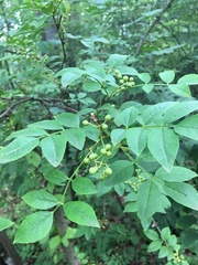 Zanthoxylum simulans