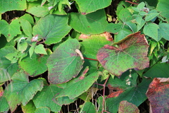 Vitis coignetiae