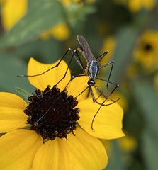 Toxorhynchites rutilus septentrionalis