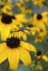 Toxorhynchites rutilus septentrionalis