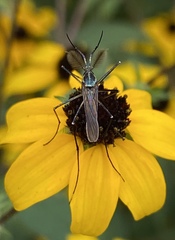 Toxorhynchites rutilus septentrionalis