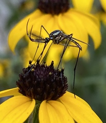 Toxorhynchites rutilus septentrionalis