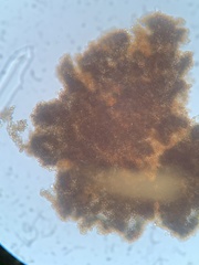 Tulostoma cretaceum