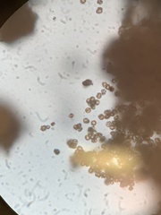 Tulostoma cretaceum