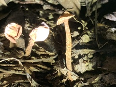 Tulostoma cretaceum