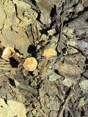 Tulostoma cretaceum