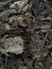 Tulostoma cretaceum