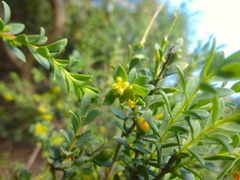 Pimelea serpyllifolia
