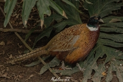 Phasianus
