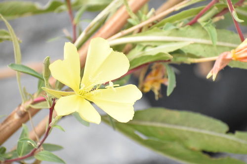 iNaturalist observation photo of tall evening primrose