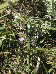 Caesia parviflora vittata