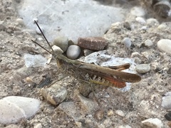 Chorthippus brunneus