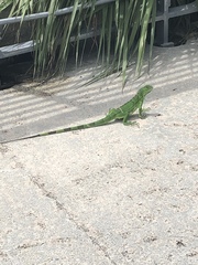 Iguana iguana