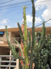 Cereus repandus