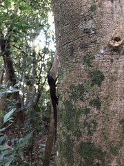 Anolis cristatellus