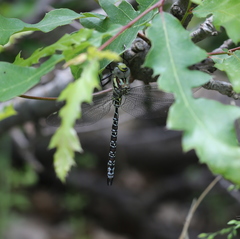 Caliaeschna microstigma