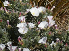 Convolvulus cneorum